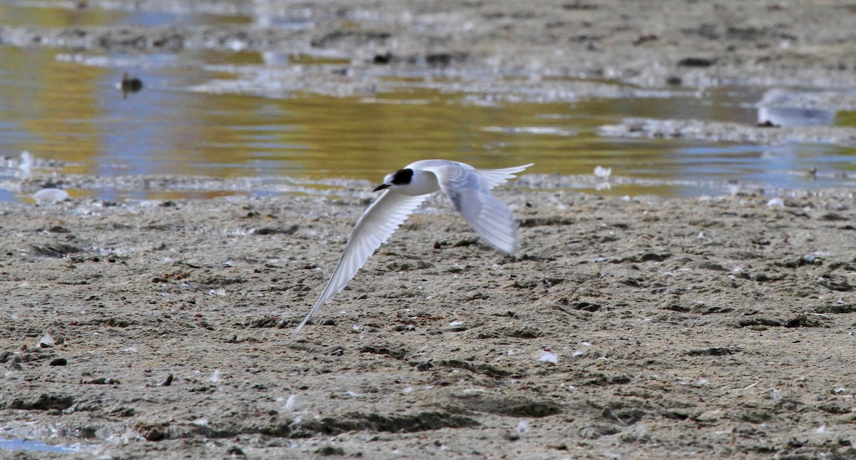 Arctic Tern - Thomas Heinrich