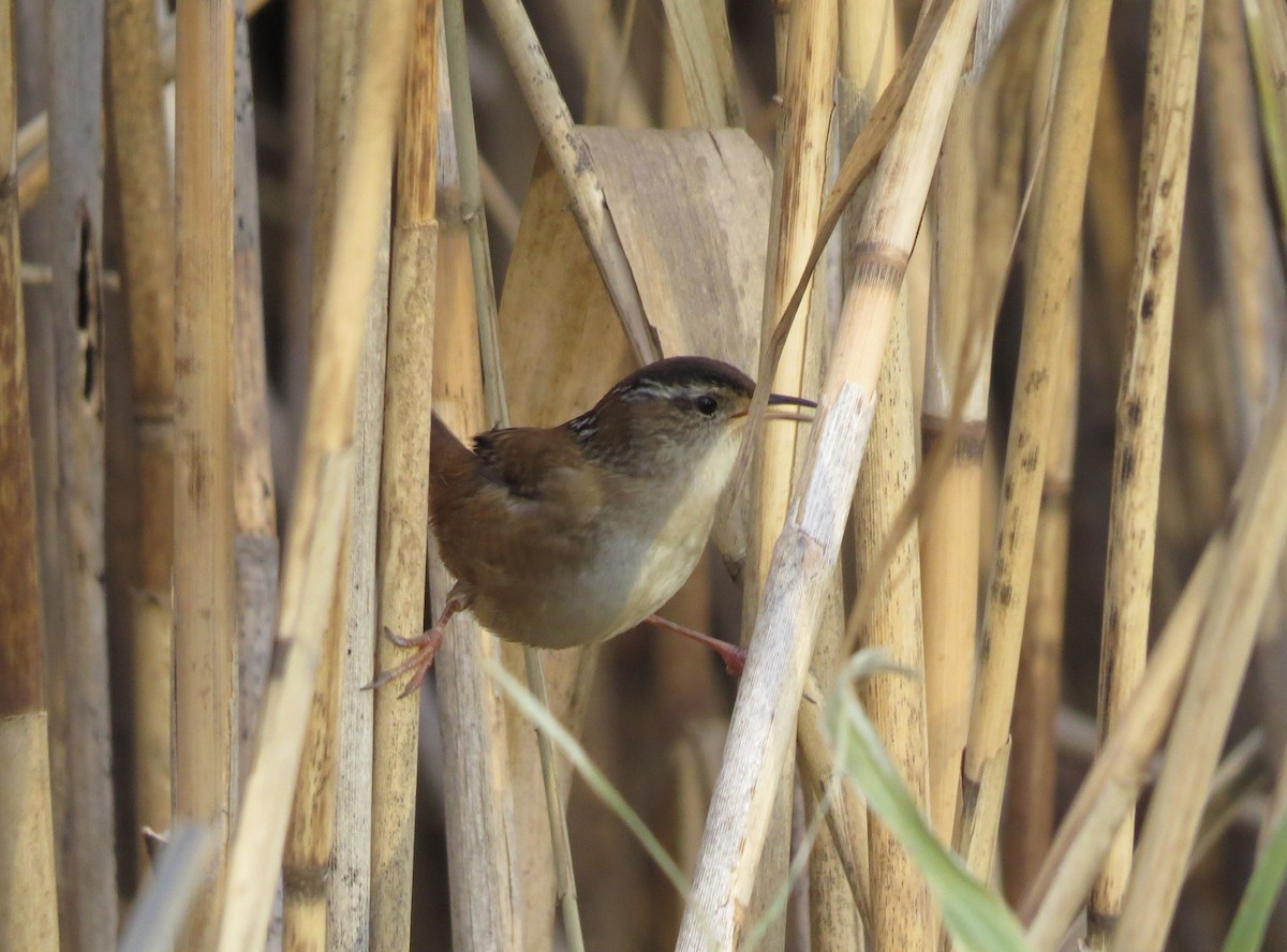 Marsh Wren - ML504173621