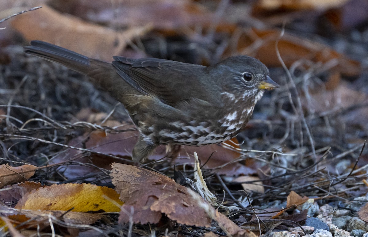 ゴマフスズメ（unalaschcensis グループ） - ML504175541