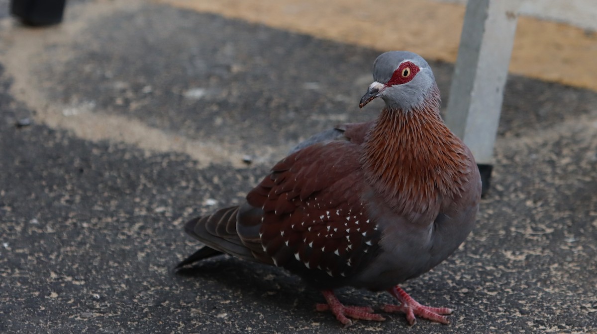 Speckled Pigeon - Craig Lumsden