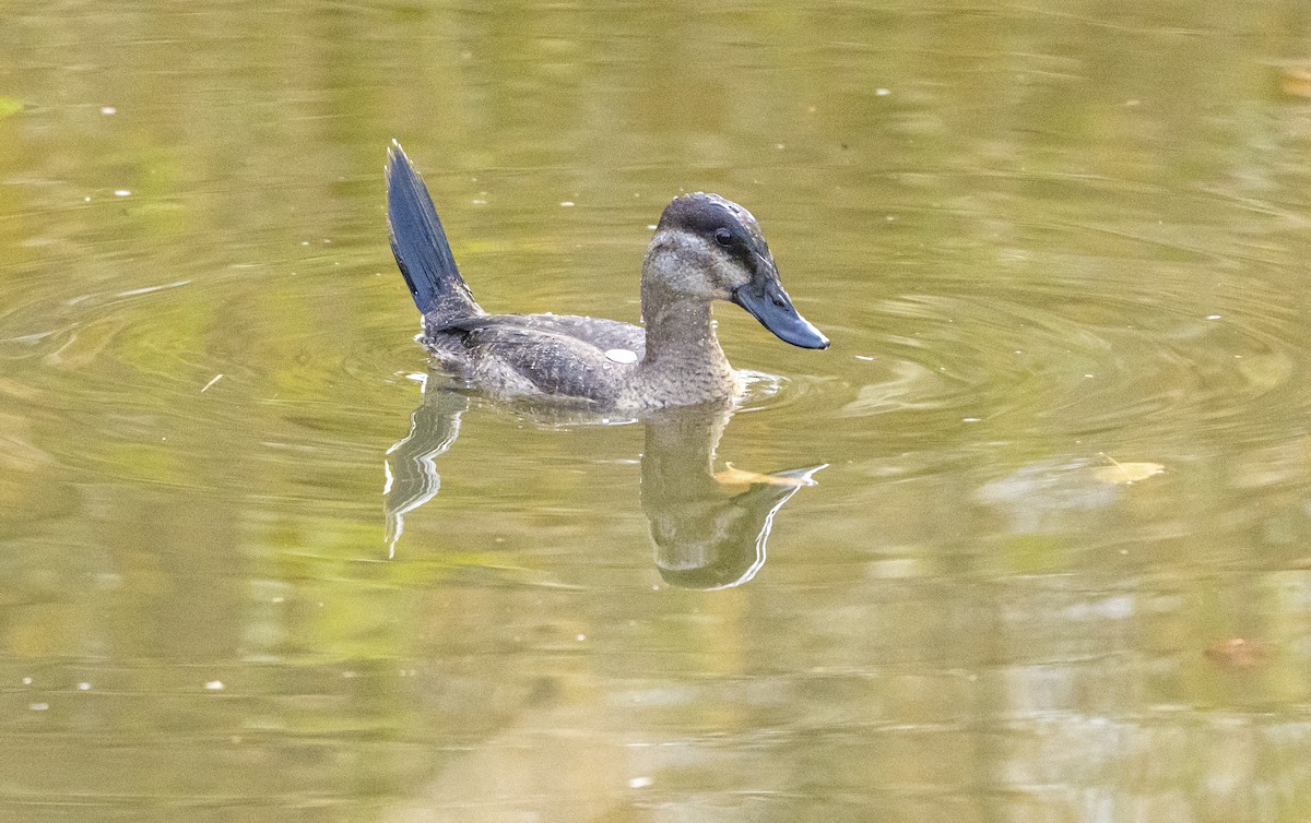 アカオタテガモ - ML504175861