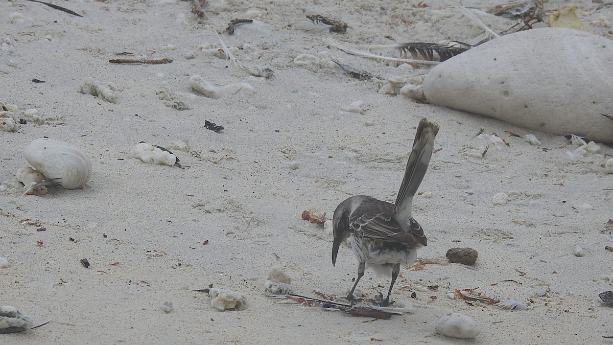 Galapagos Mockingbird - 瑞珍 楊