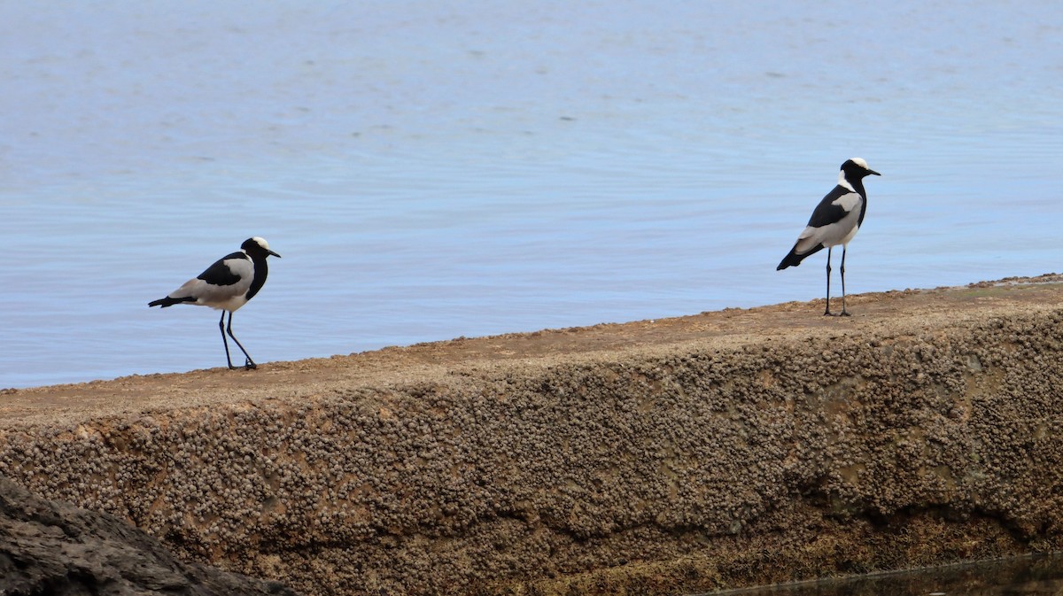 Blacksmith Lapwing - ML504175931