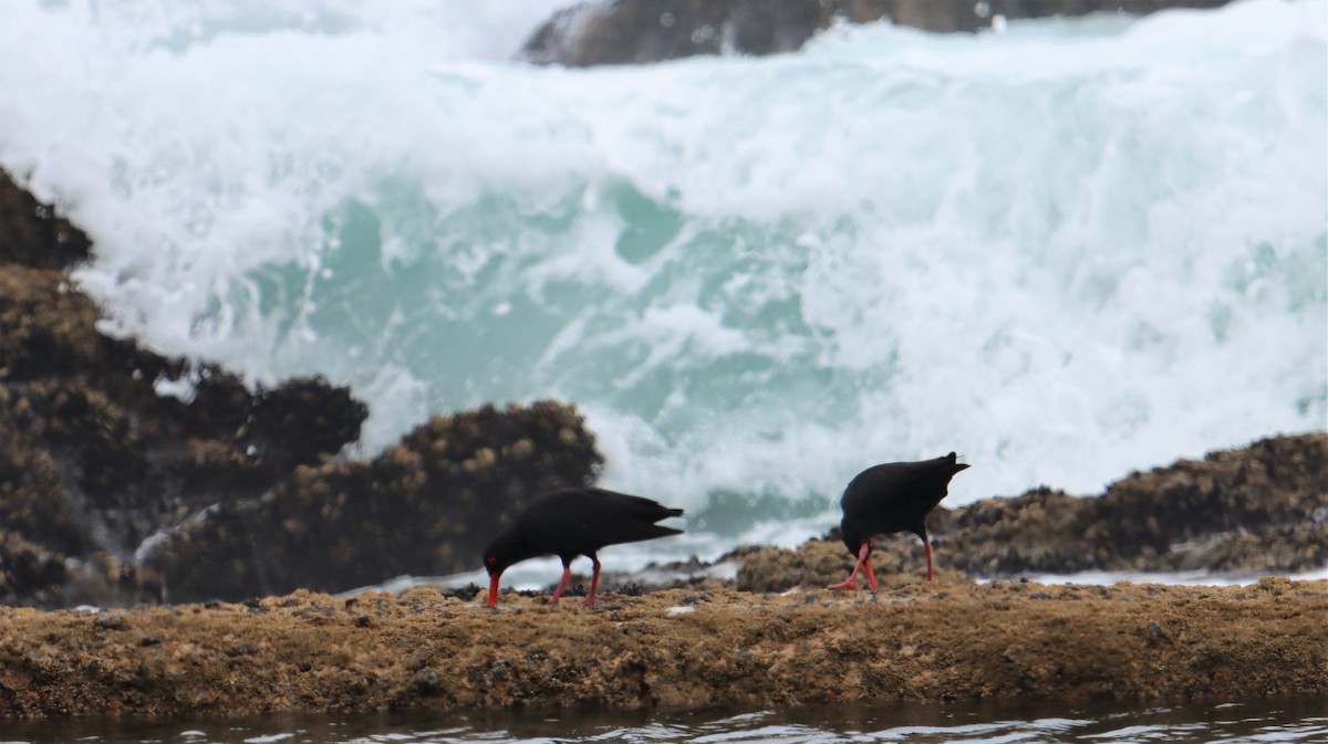 African Oystercatcher - ML504176121