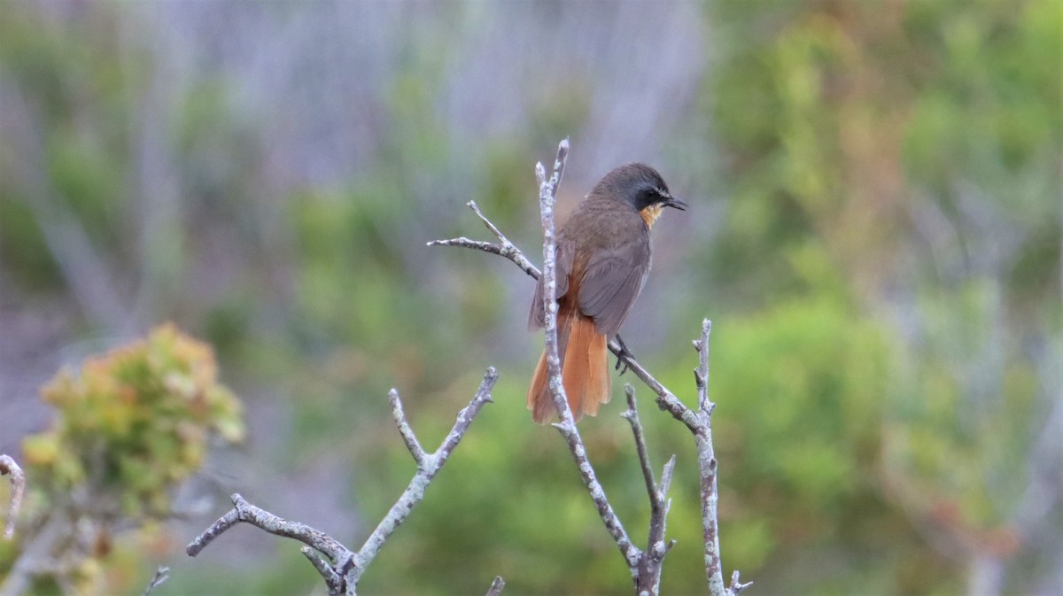 Cape Robin-Chat - ML504176421