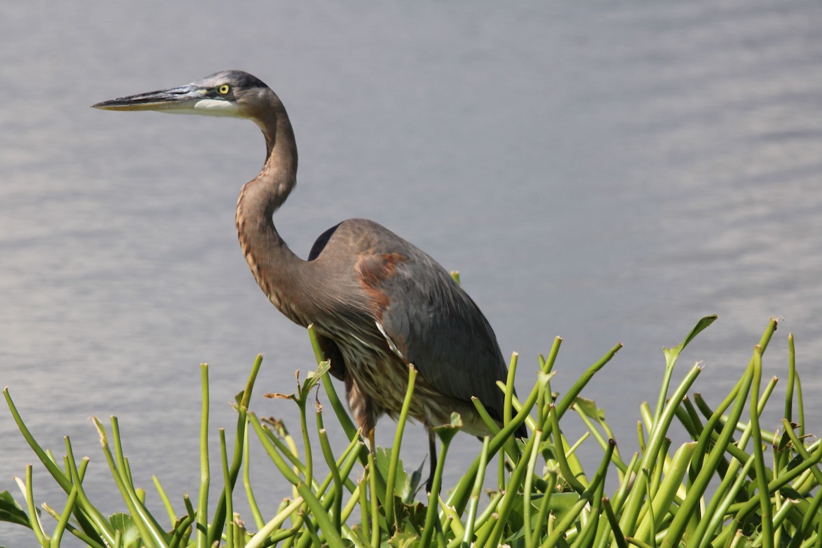 Garza Azulada - ML504176551