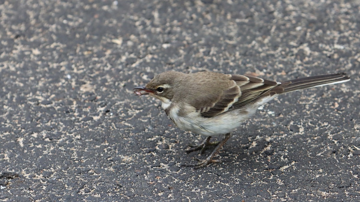 Cape Wagtail - ML504176571