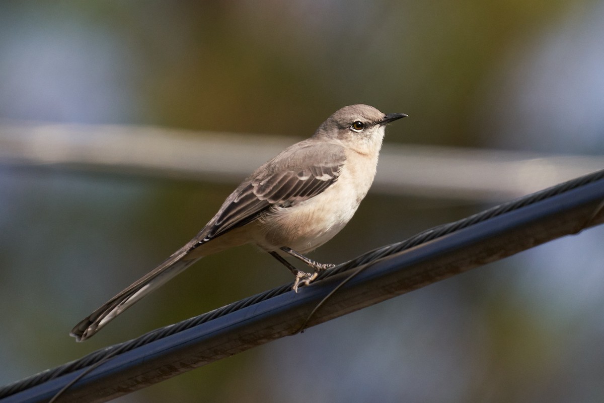 Northern Mockingbird - ML504178631