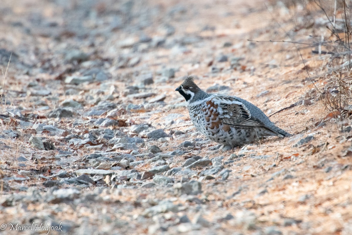 Hazel Grouse - ML504178931