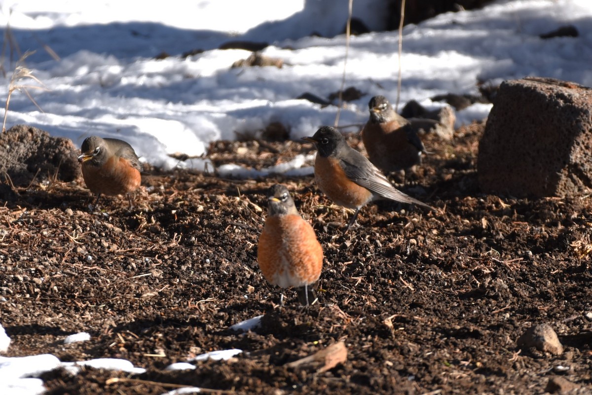 American Robin - ML504179361