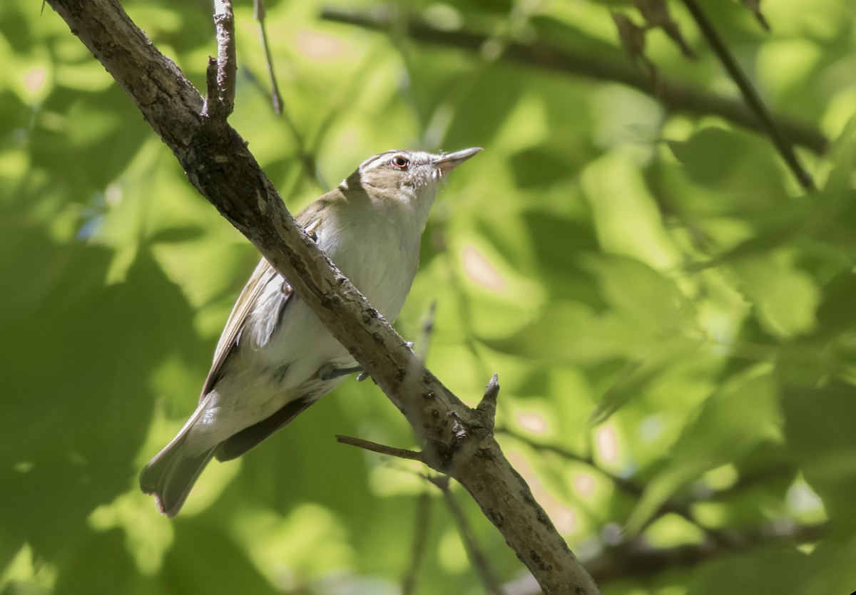 Red-eyed Vireo - Loni Ye