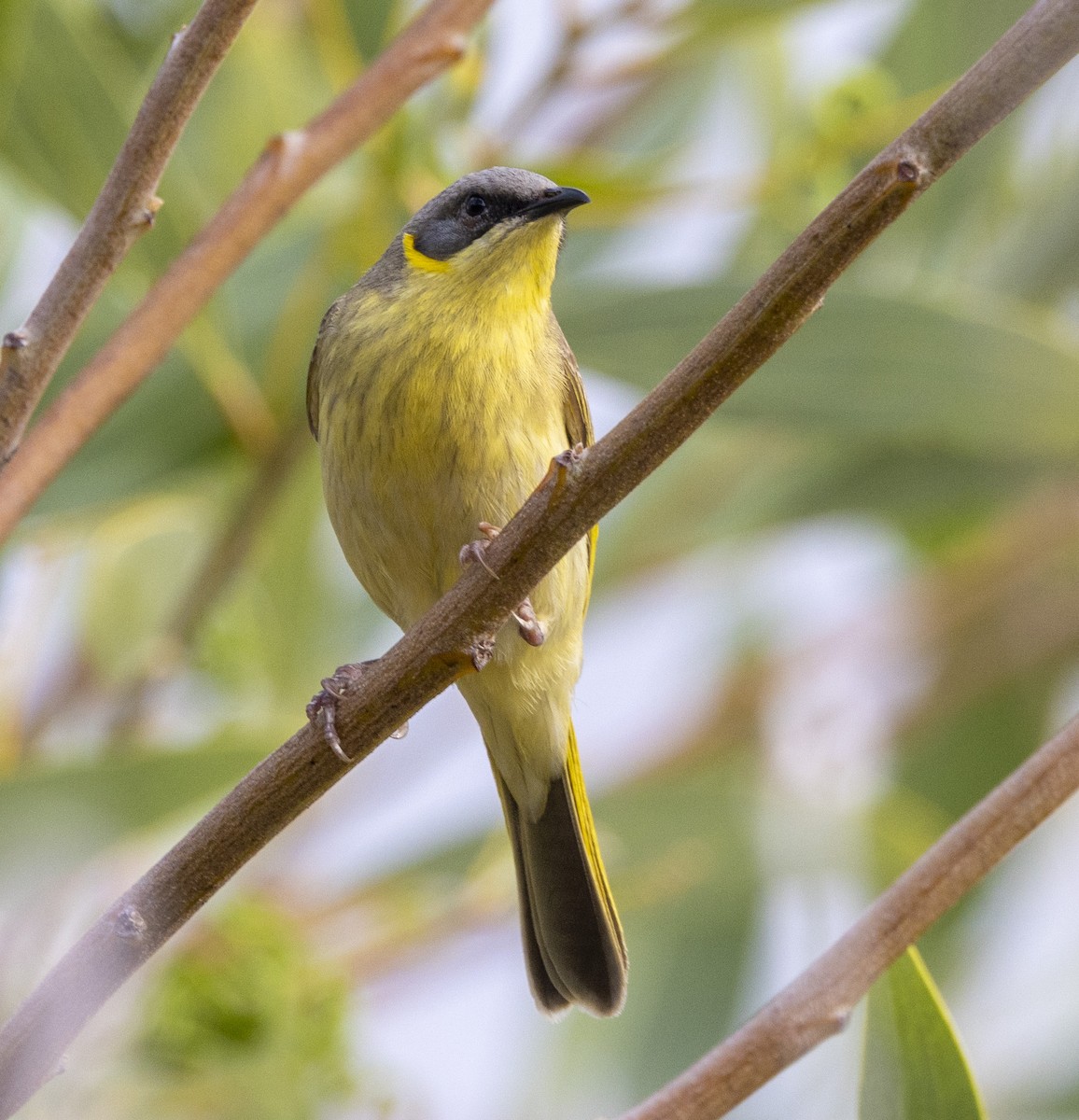 Gray-headed Honeyeater - ML504180971