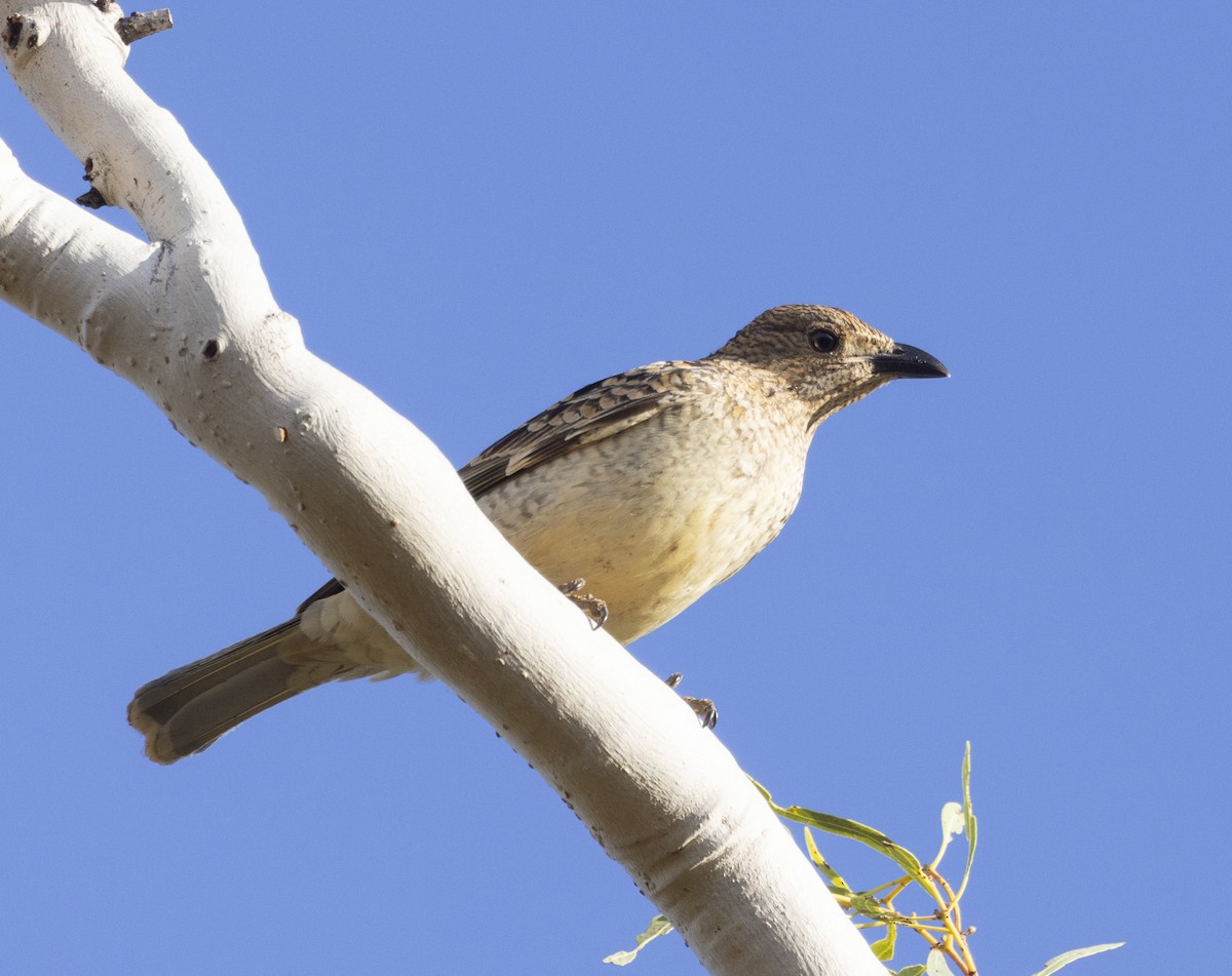 Spotted Bowerbird - ML504182581