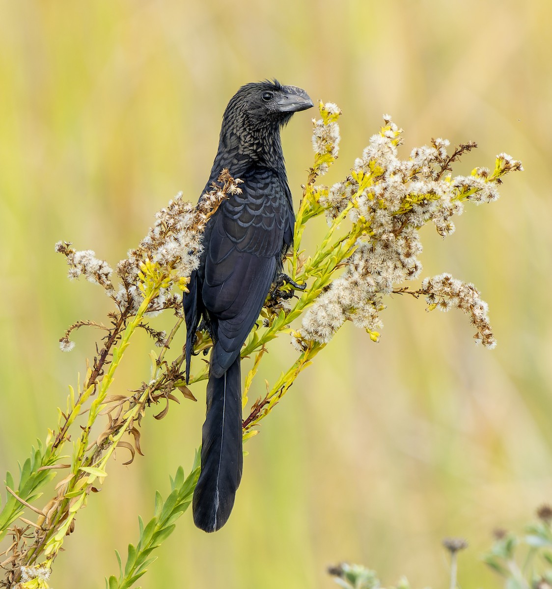 Smooth-billed Ani - ML504182601