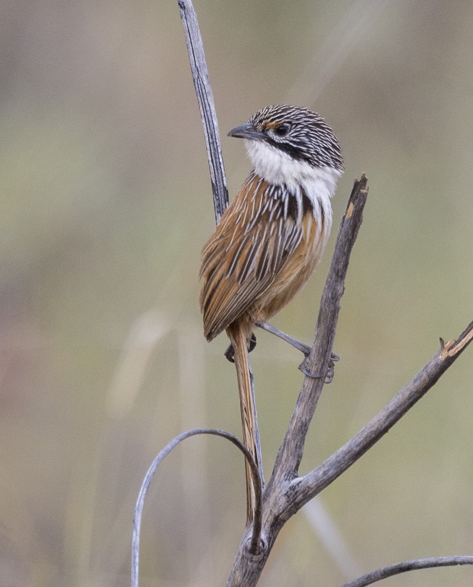 Carpentarian Grasswren - Marie Lister