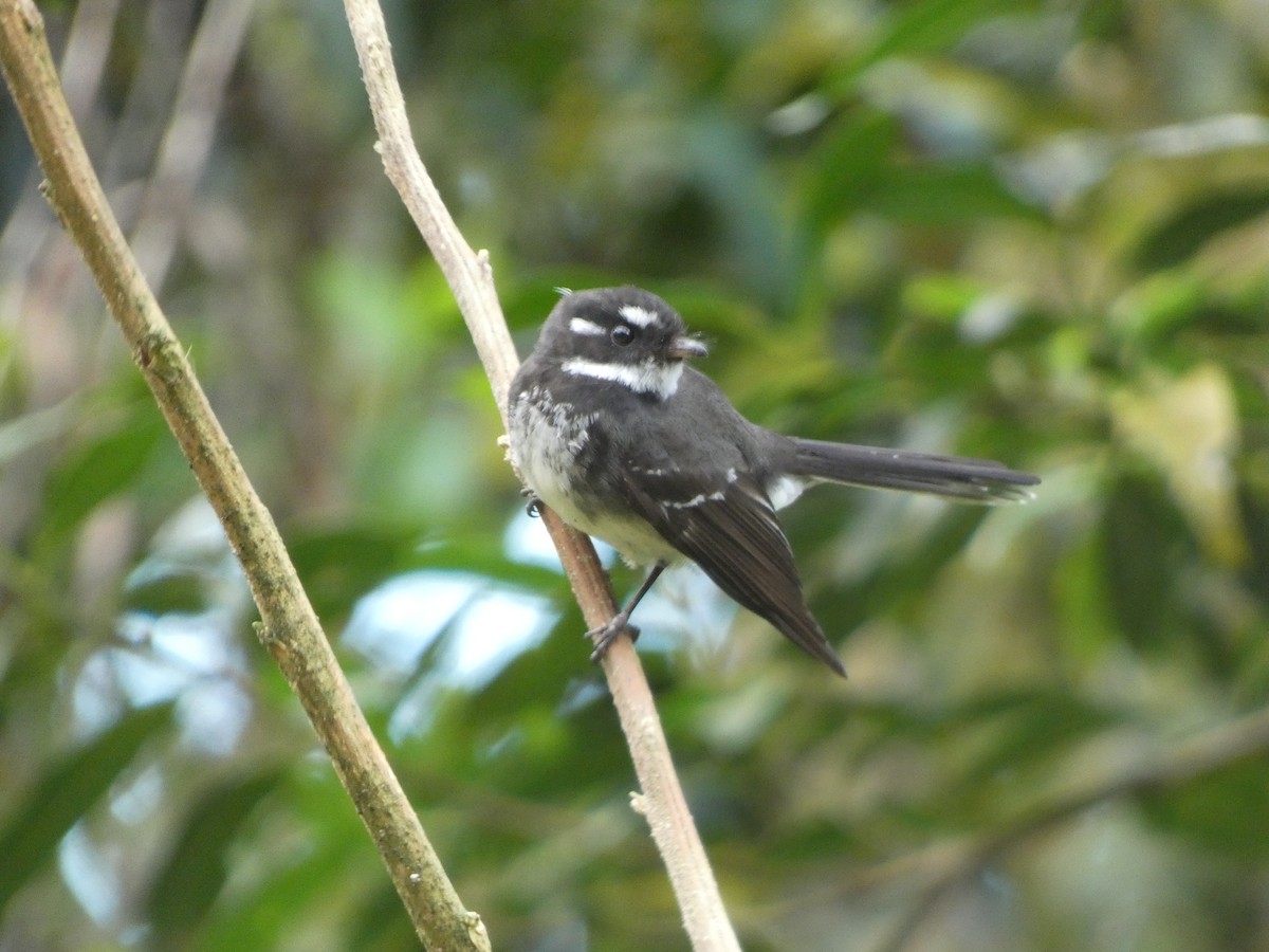 Gray Fantail - ML504183991