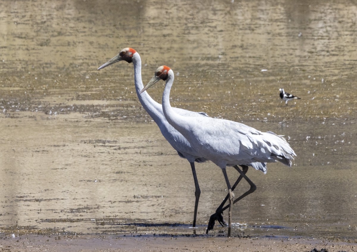 Grulla Brolga - ML504184921