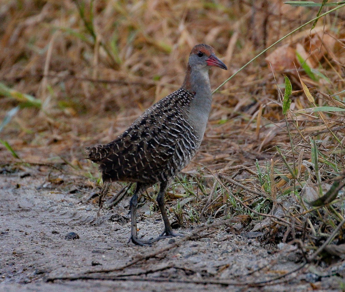 Slaty-breasted Rail - ML504185371