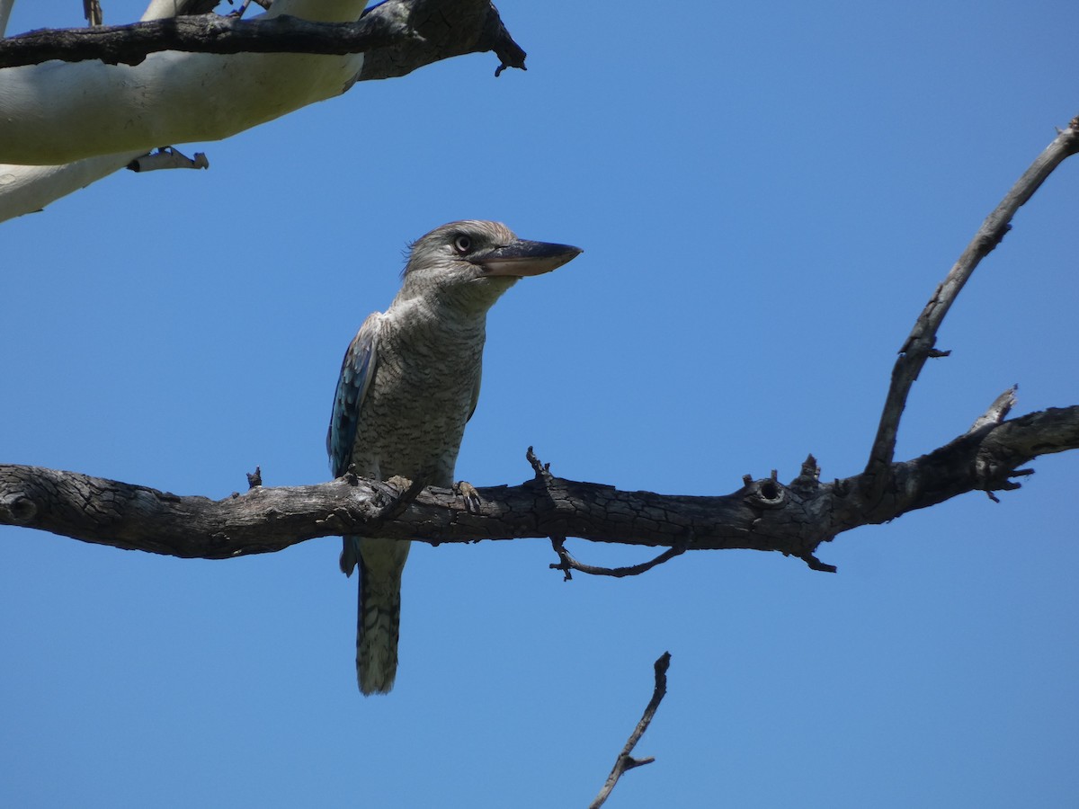 Blue-winged Kookaburra - Eneko Azkue