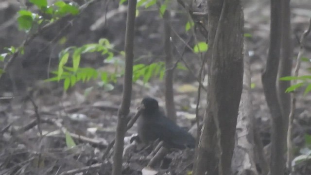 Indian Blackbird - ML504188001