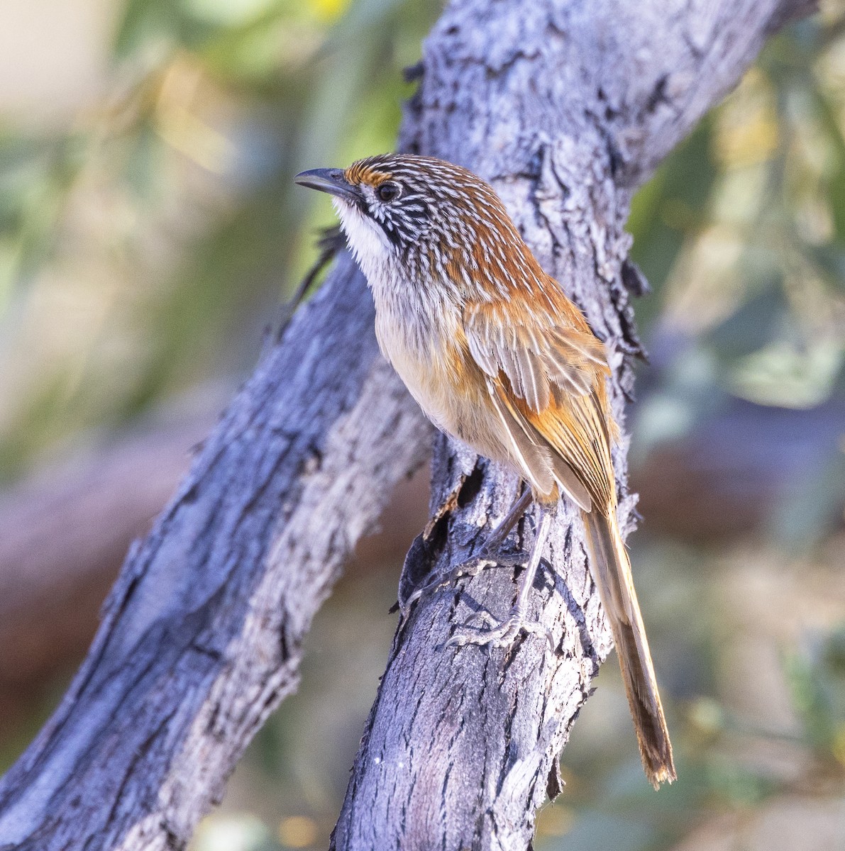 Opalton Grasswren - ML504188091