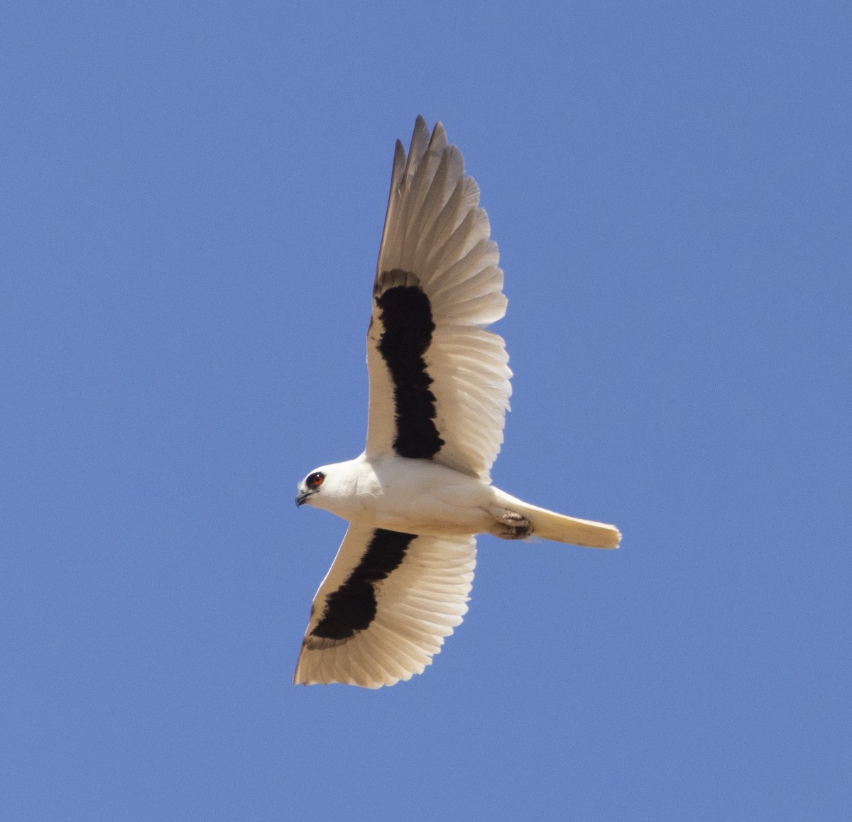 Letter-winged Kite - ML504188191