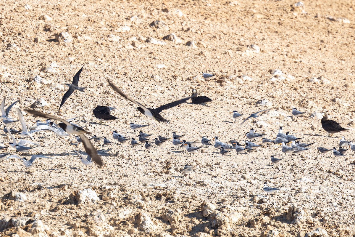 Brown Booby - ML504188371