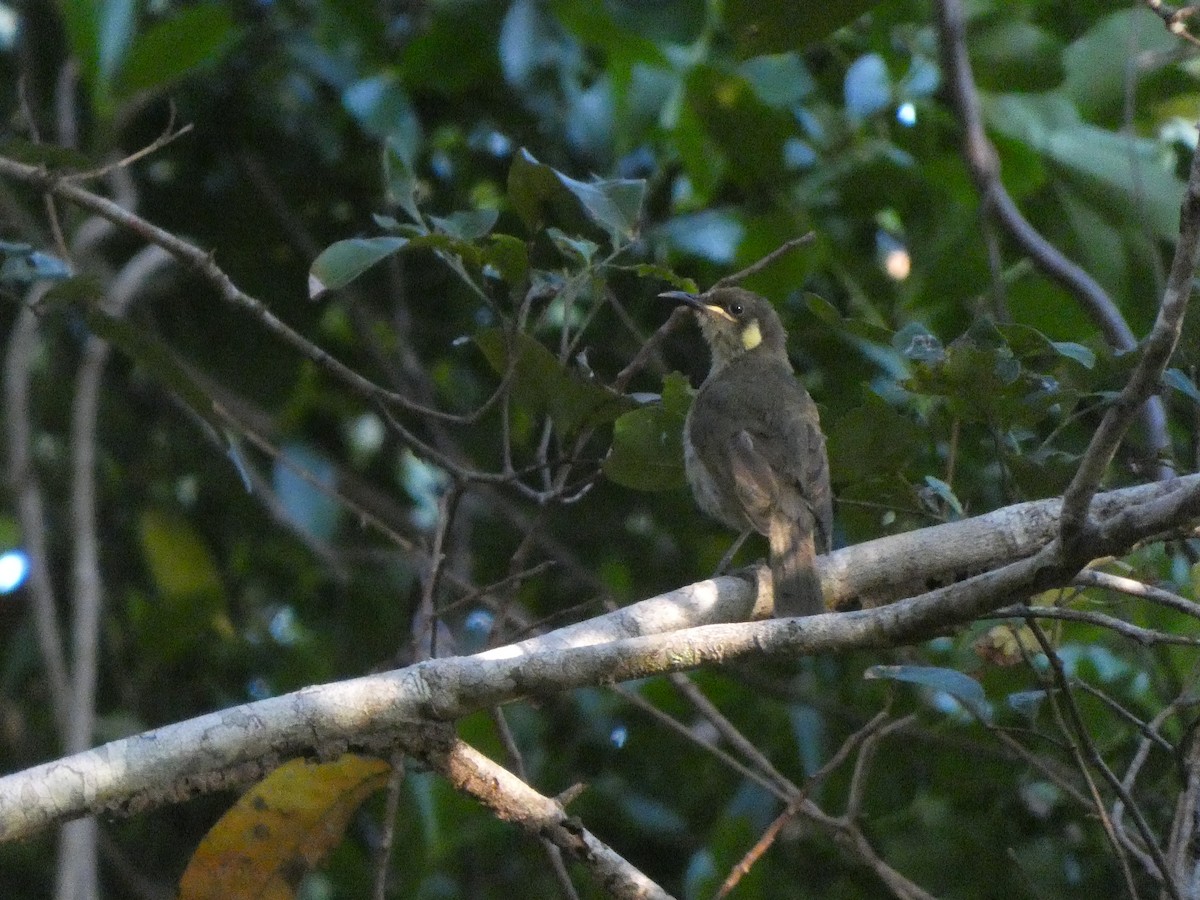 Yellow-spotted Honeyeater - ML504188531