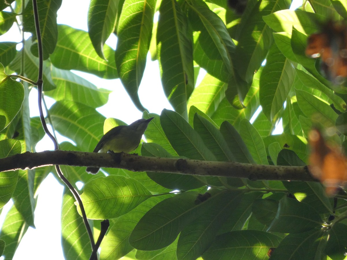 Fairy Gerygone - ML504188561