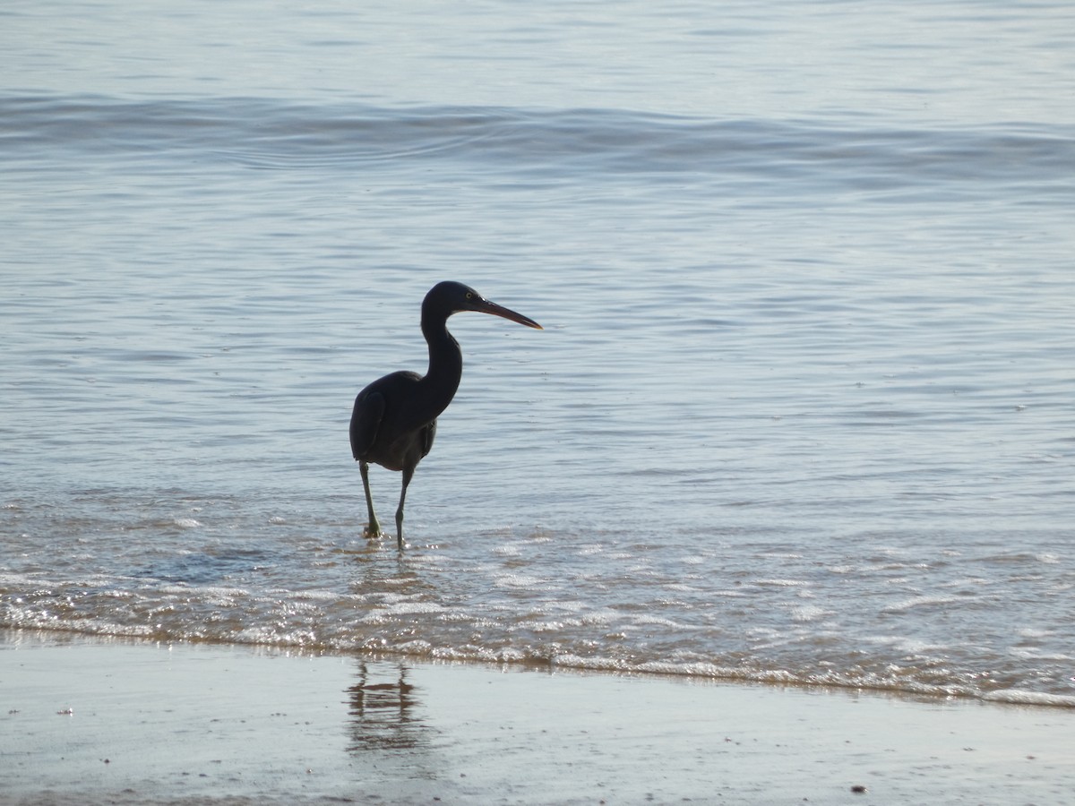 Pacific Reef-Heron - Eneko Azkue