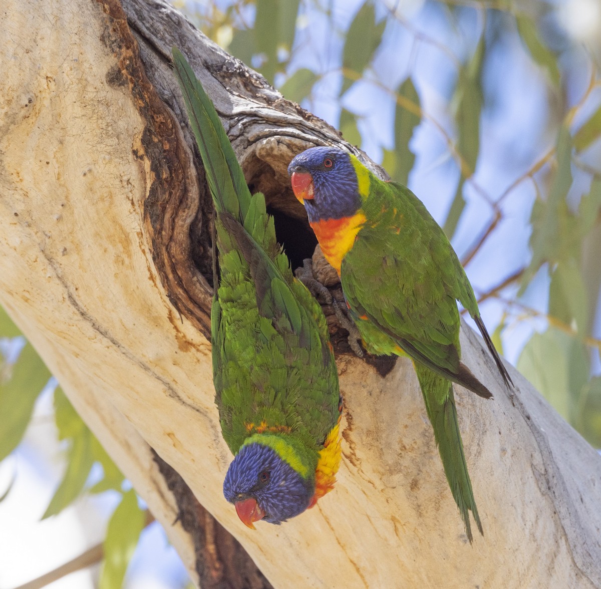 Rainbow Lorikeet - ML504192261