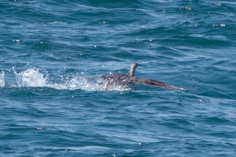 Arctic/Pacific Loon - ML504193671