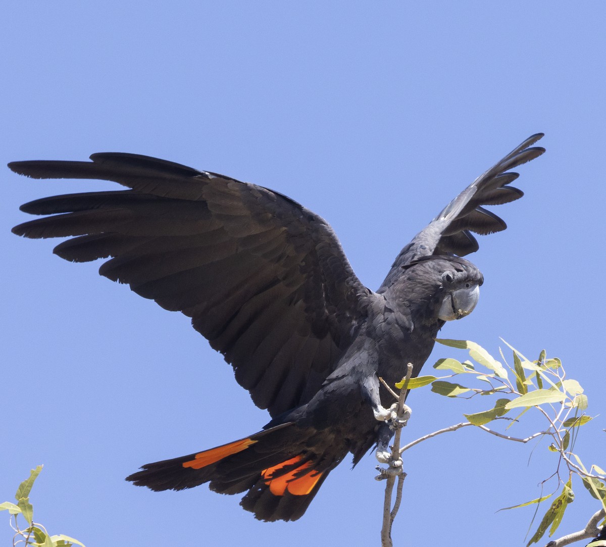 Red-tailed Black-Cockatoo - ML504193871