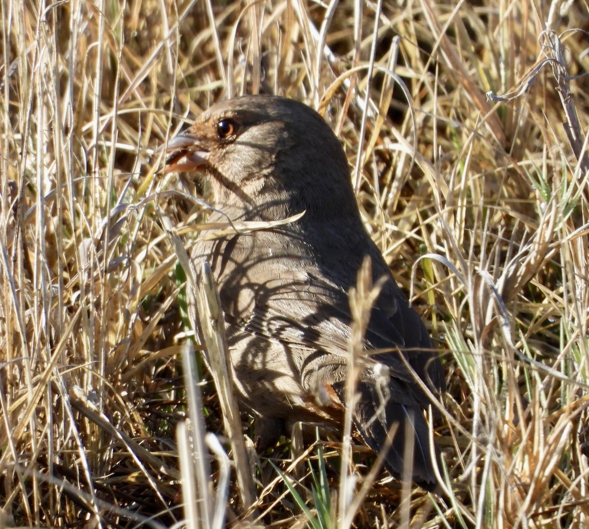 California Towhee - ML504194441