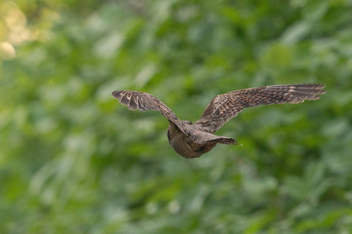 Gray Nightjar - ML504195301