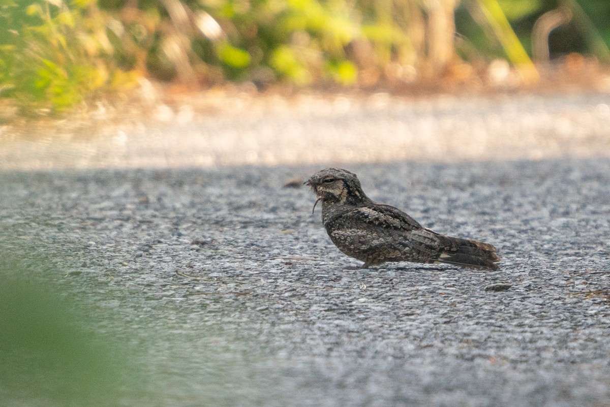 Gray Nightjar - ML504195311