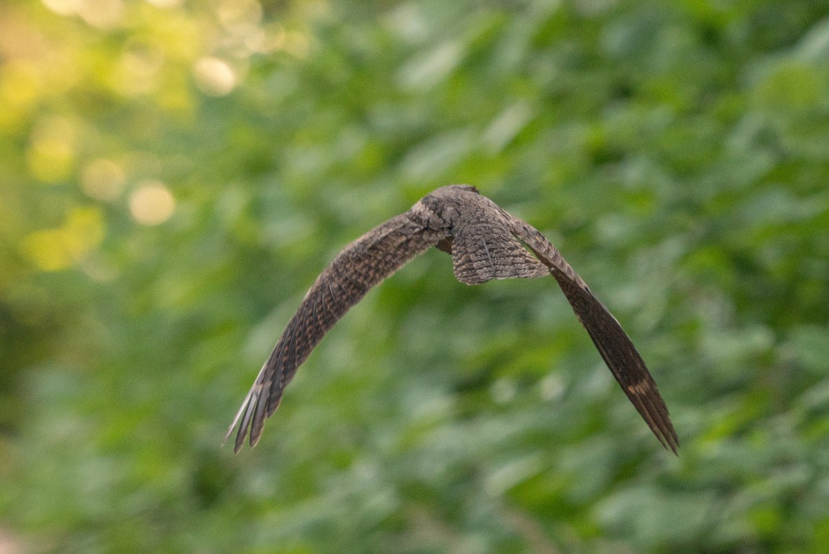 Gray Nightjar - ML504195321