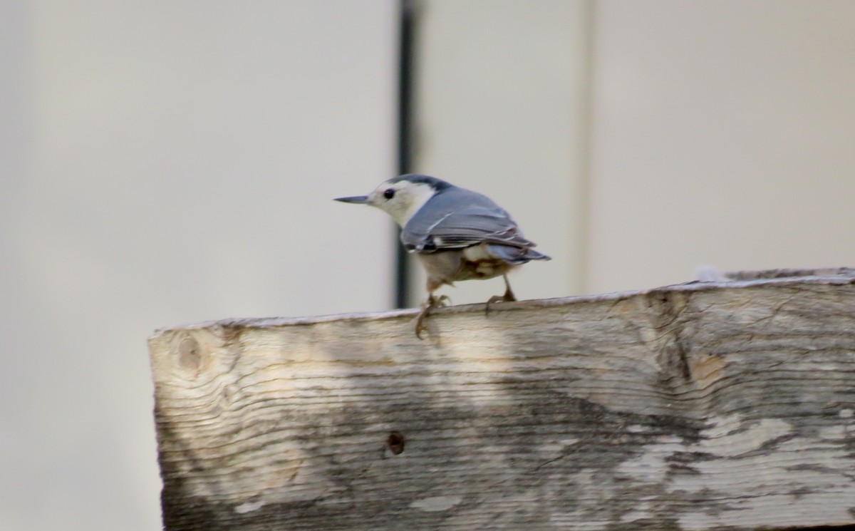 White-breasted Nuthatch - ML504199411