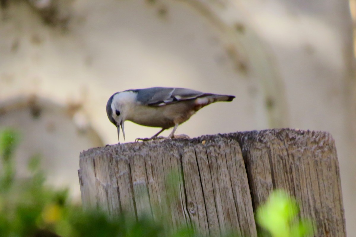 White-breasted Nuthatch - ML504199421