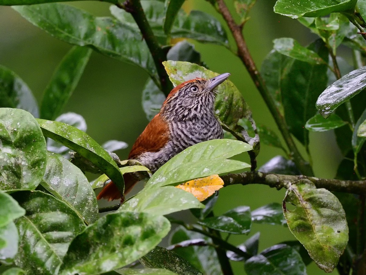 Bar-crested Antshrike - ML504200751