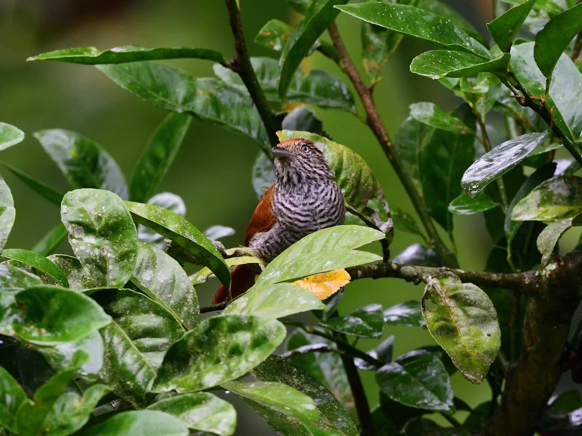 Bar-crested Antshrike - Oleg Chernyshov