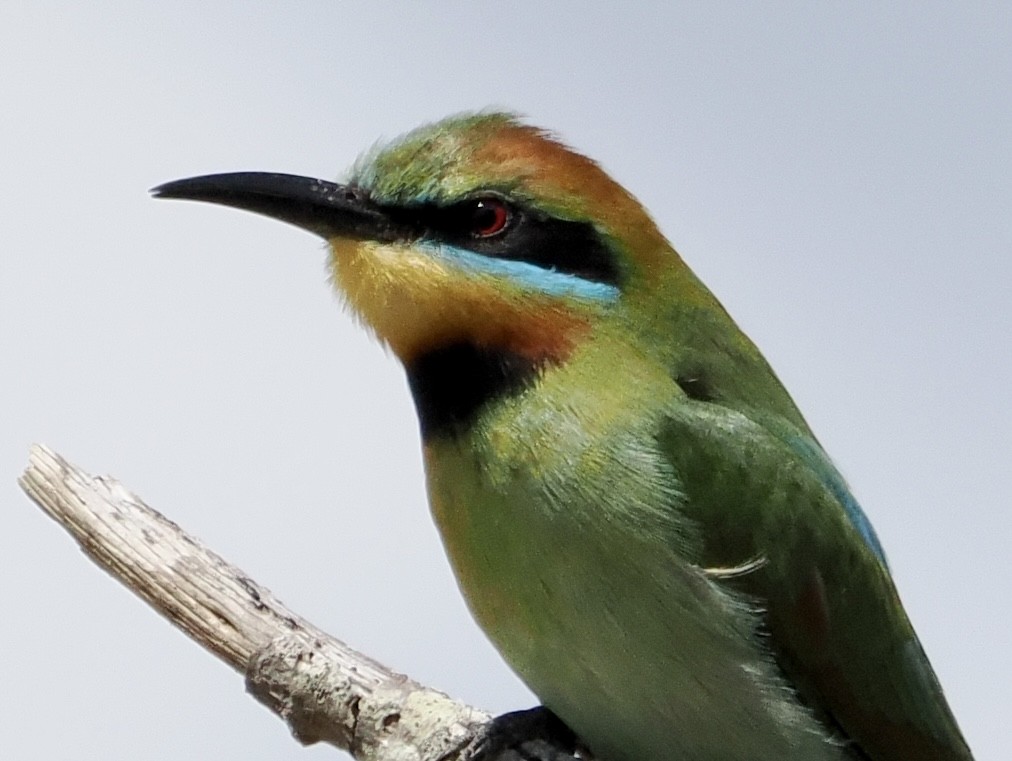 Rainbow Bee-eater - Cheryl Cooper