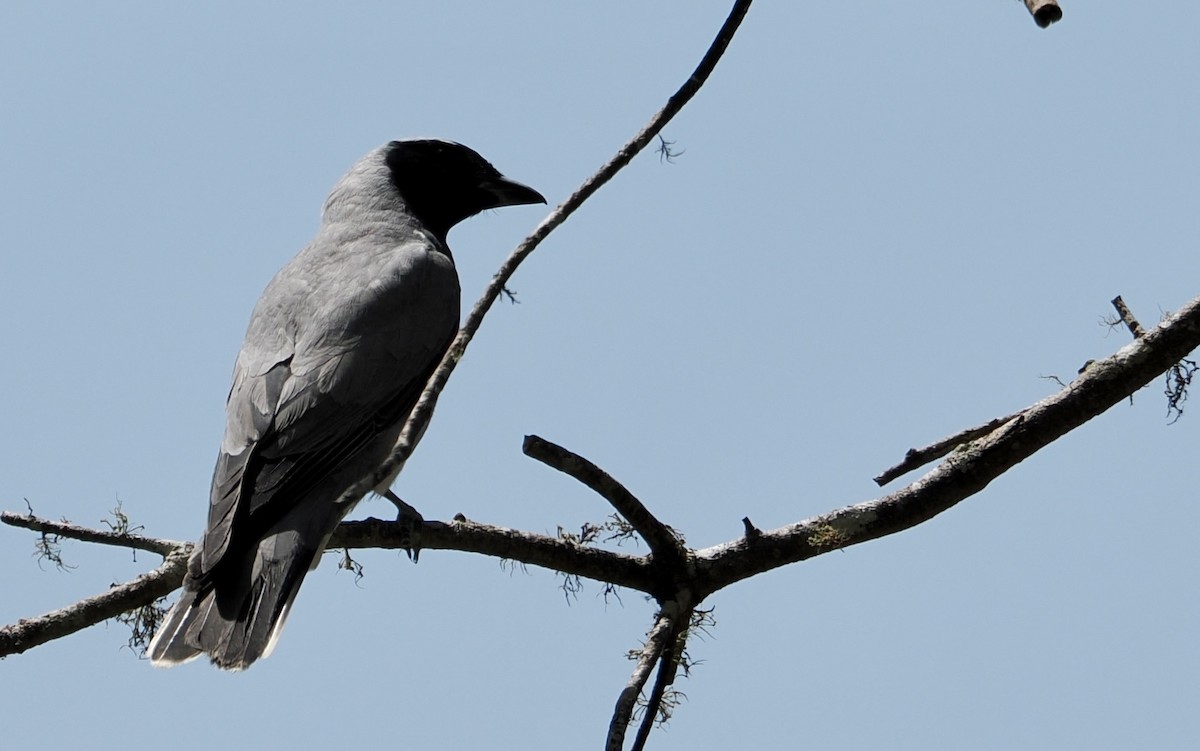 Black-faced Cuckooshrike - ML504201251