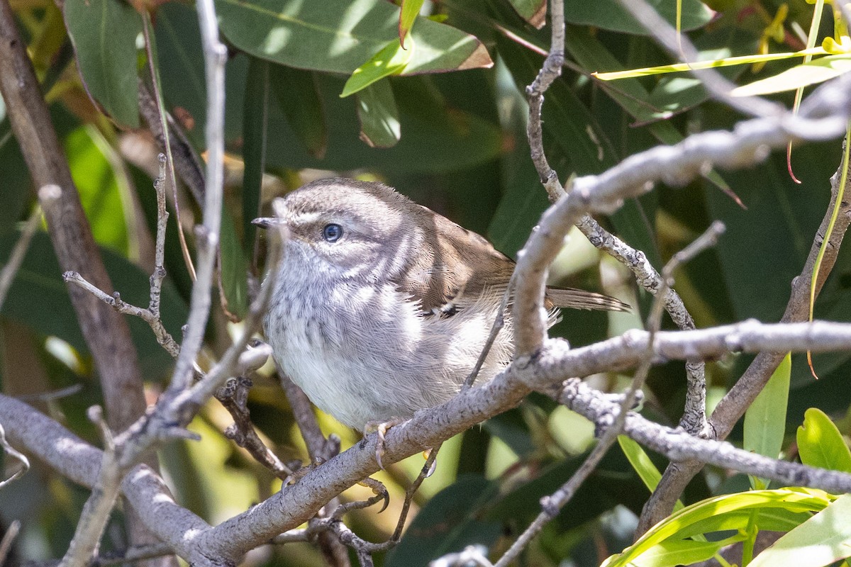 Spotted Scrubwren - ML504202031