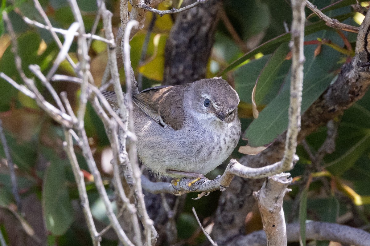 Spotted Scrubwren - ML504202041