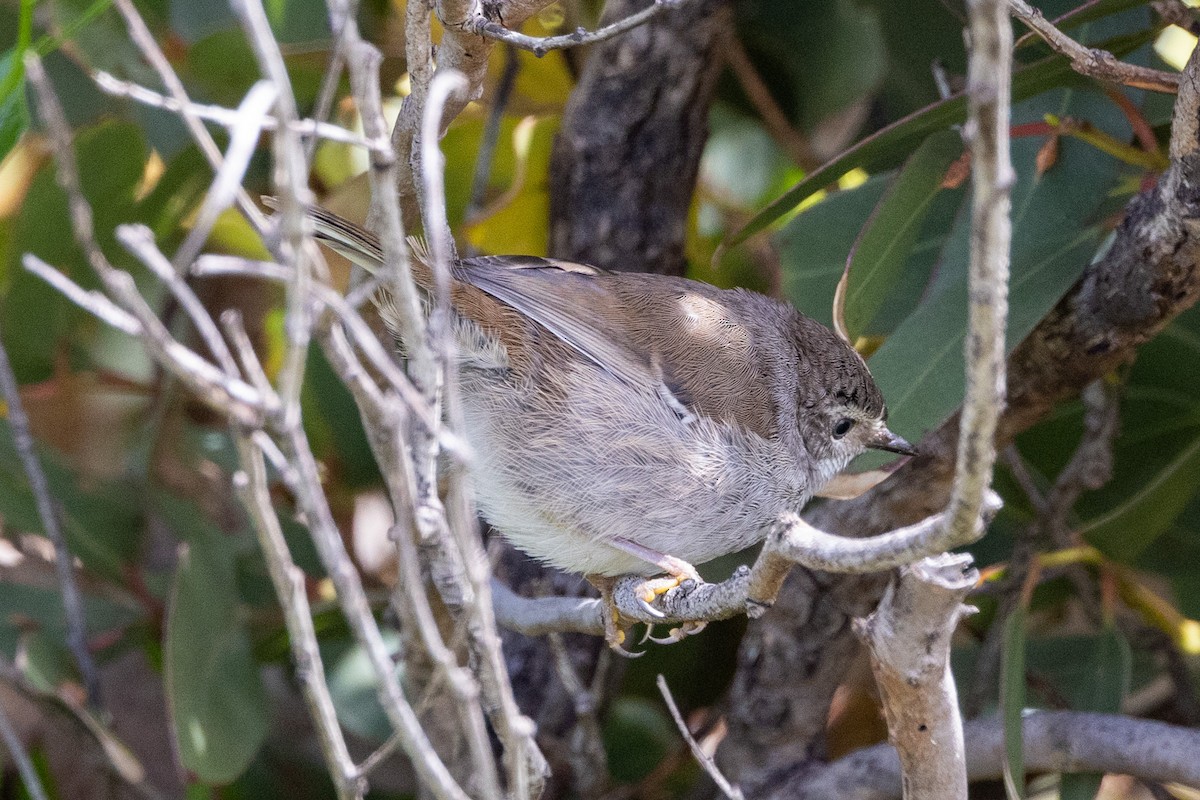 Spotted Scrubwren - ML504202051