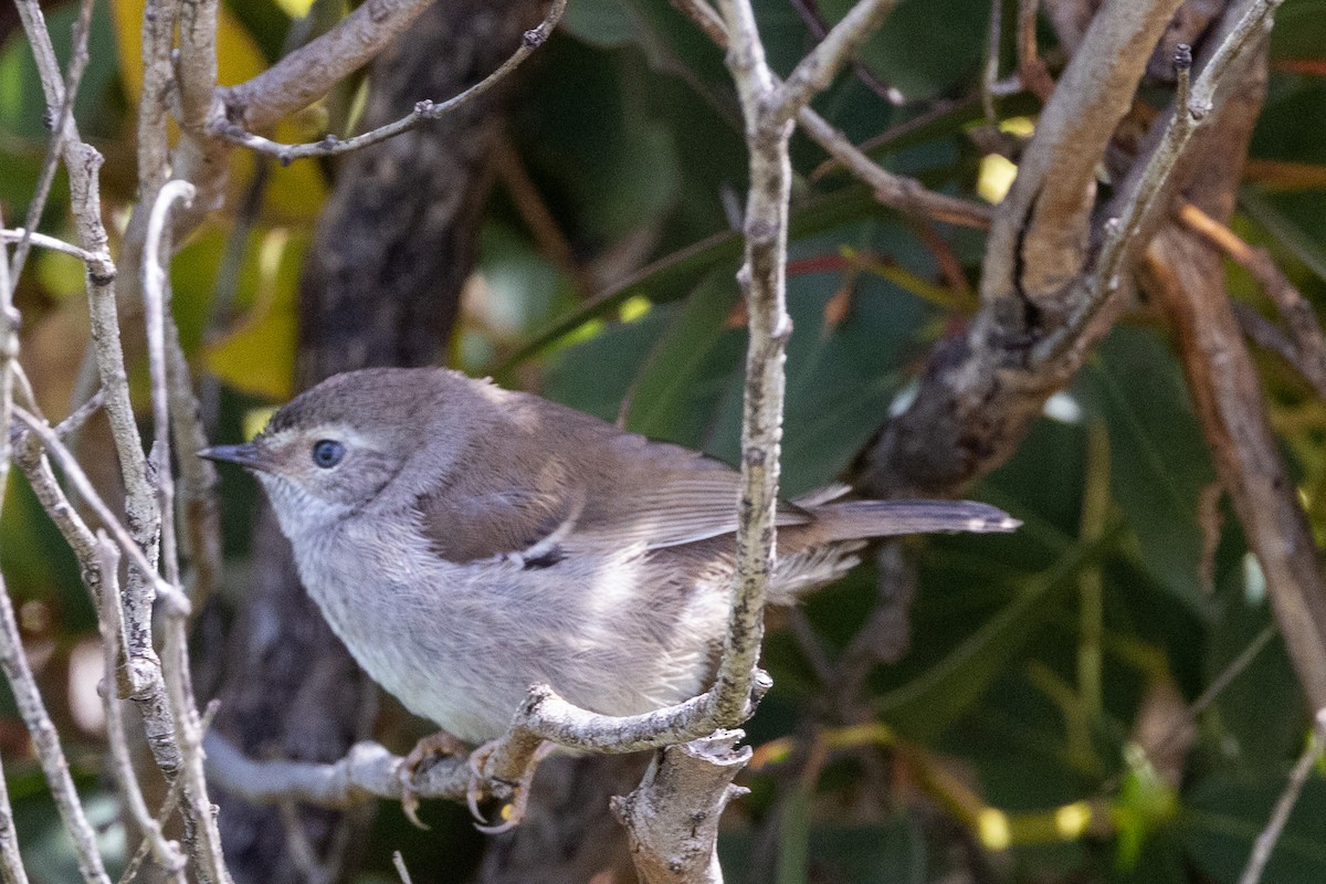 Spotted Scrubwren - ML504202061