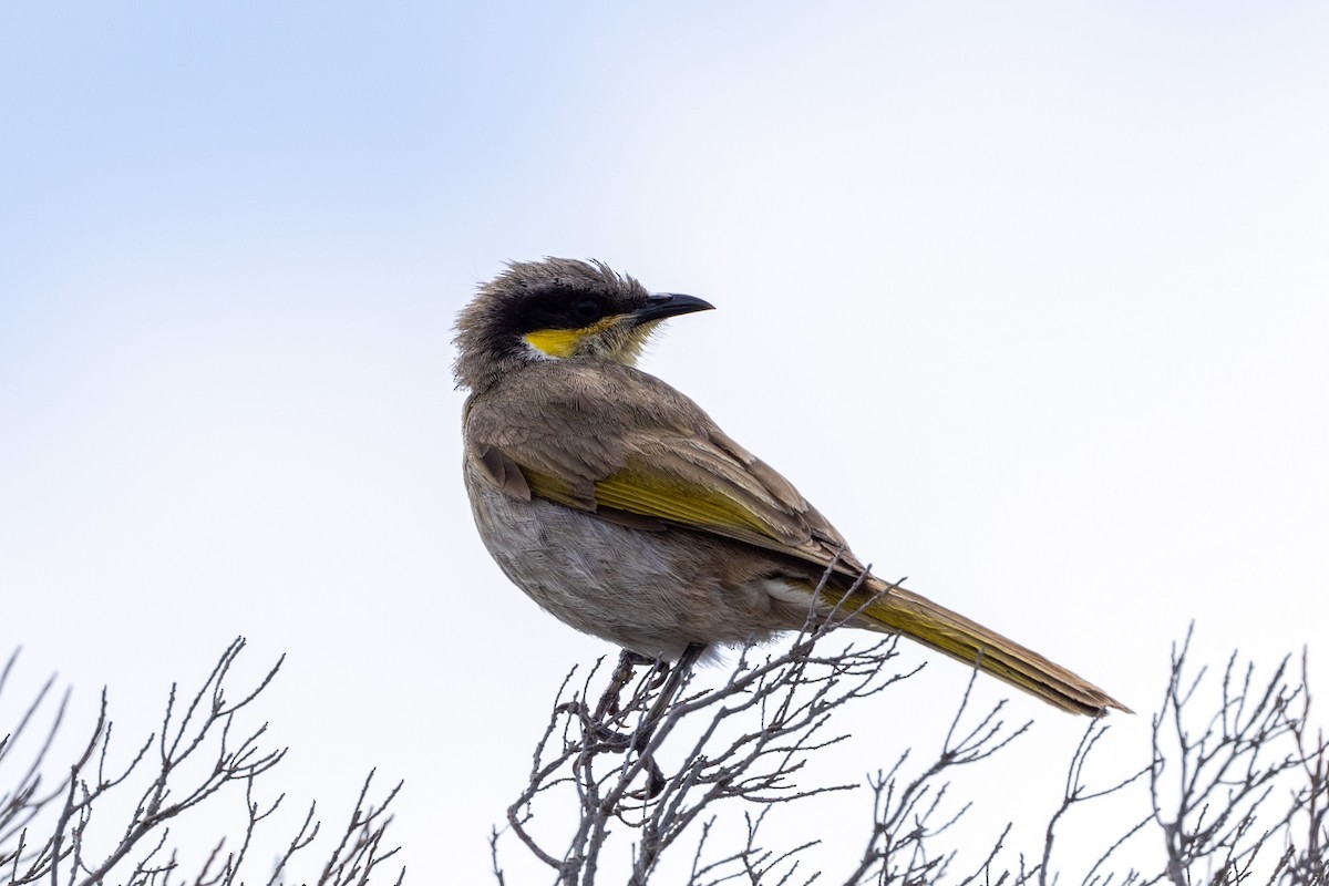 Singing Honeyeater - ML504202151