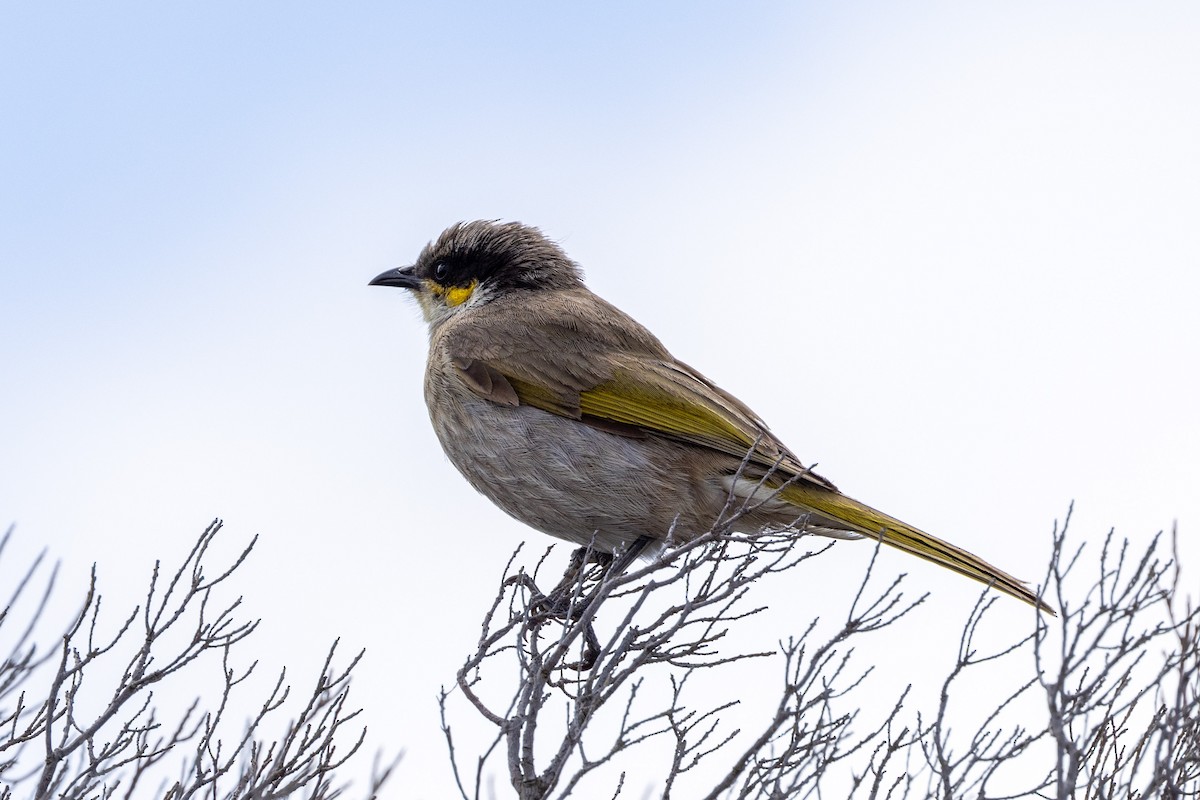 Singing Honeyeater - ML504202161