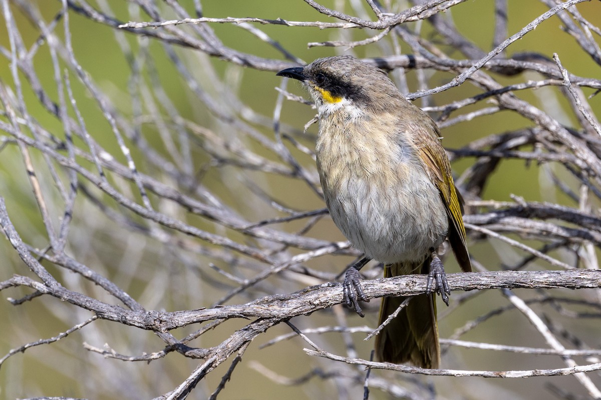 Singing Honeyeater - ML504202271